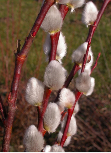 SALIX caprea