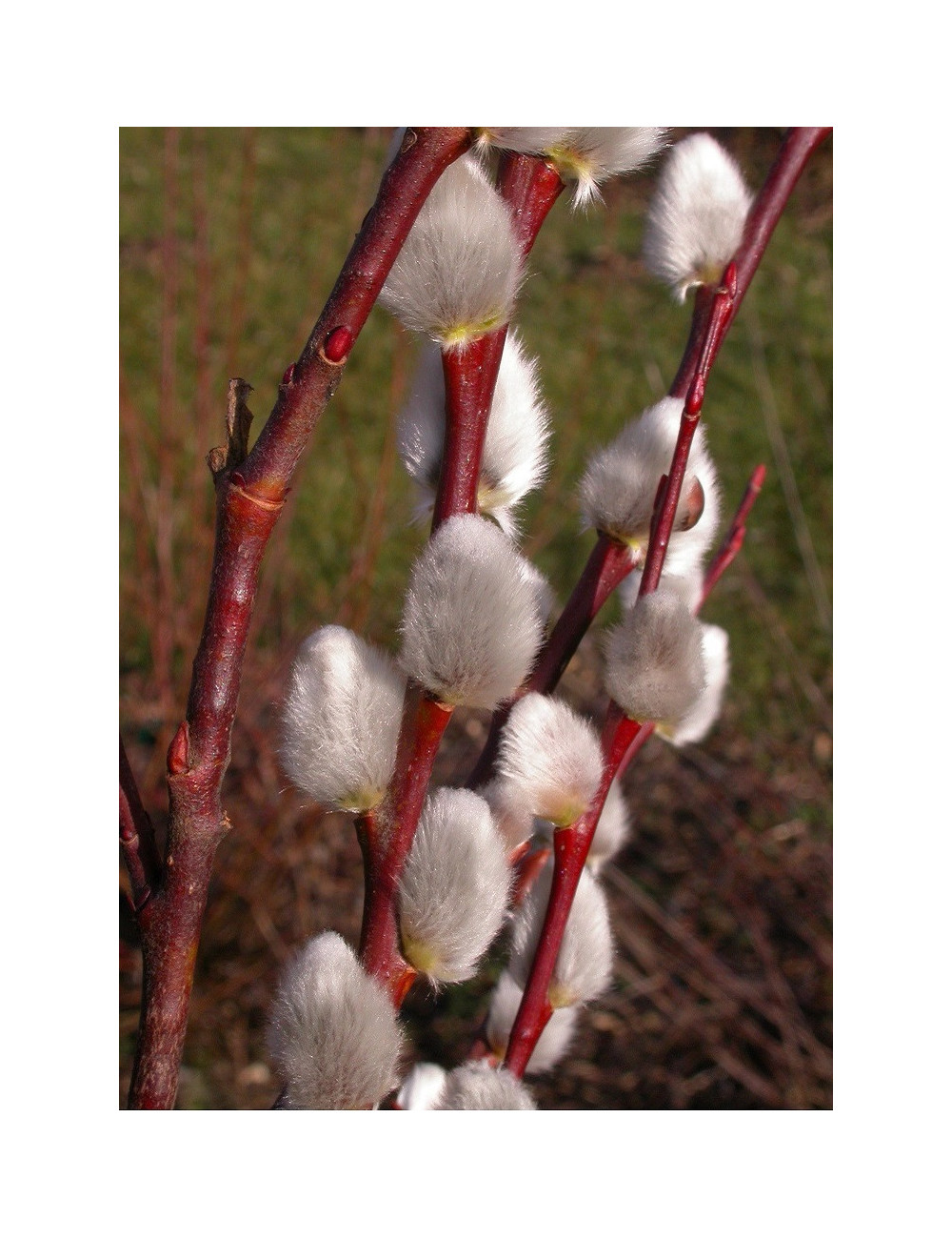 SALIX caprea