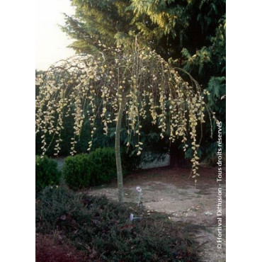 SALIX caprea PENDULA