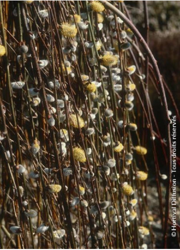 SALIX caprea PENDULA