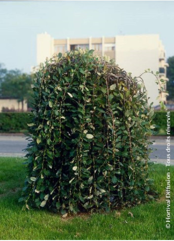 SALIX caprea PENDULA