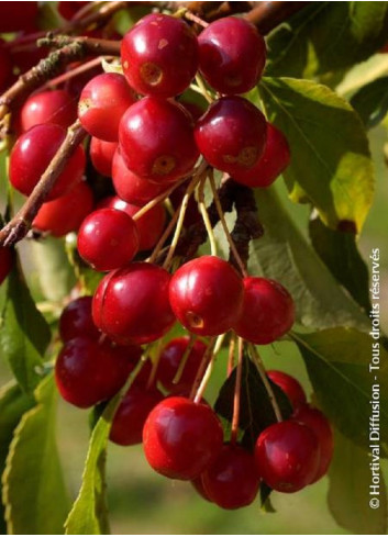 MALUS CHEAL'S WEEPING