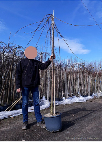 MALUS ECHTERMEYER En pot de 25-30 litres forme tige hauteur du tronc 180-200 cm circonférence du tronc 08-1