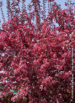 MALUS ROYALTY