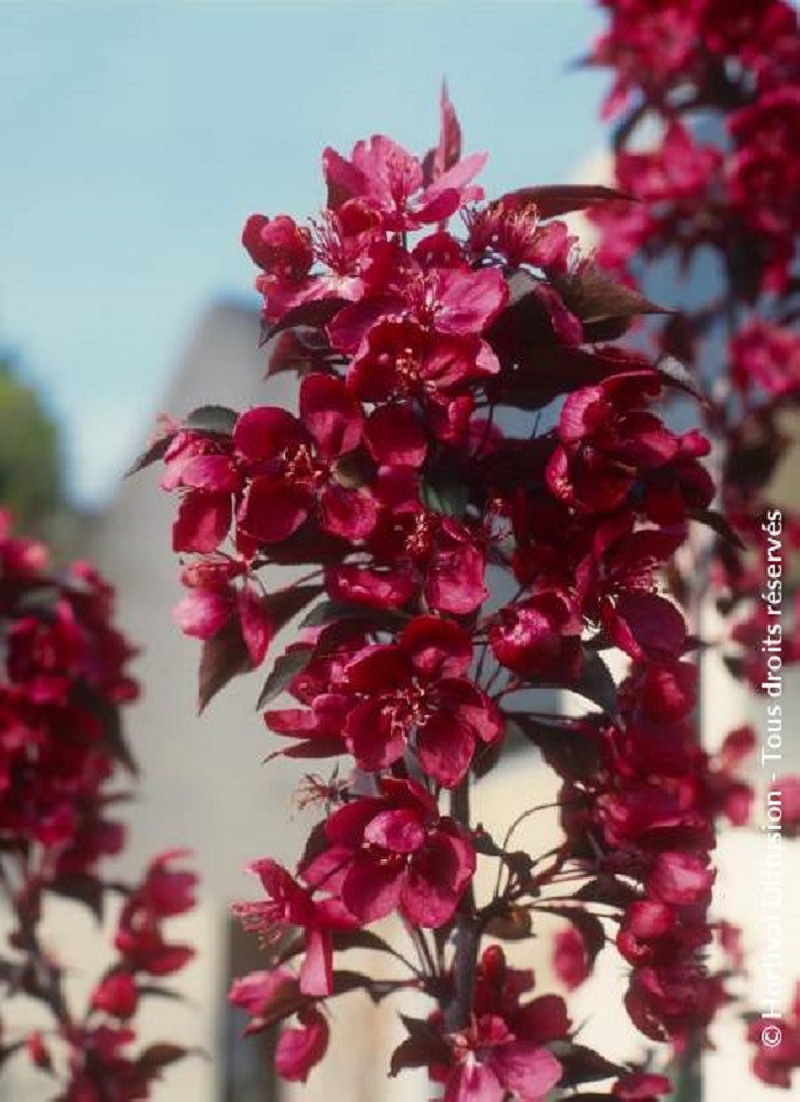 MALUS ROYALTY