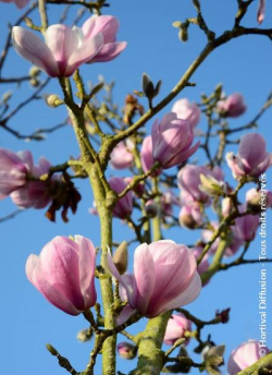 MAGNOLIA denudata FESTIROSE