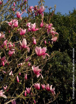 MAGNOLIA STAR WARS