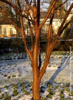 erable-a-ecorce-de-papier-acer-griseum.jpg