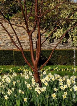 erable-a-ecorce-de-papier-acer-griseum-1.jpg