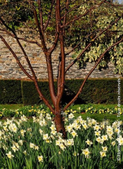 ACER griseum