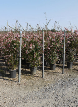 ABELIA grandiflora En pot de 35-50 litres buisson hauteur 150-175 cm