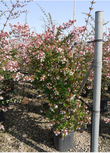 ABELIA grandiflora En pot de 15-20 litres buisson hauteur 100-125 cm
