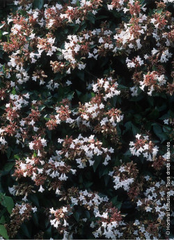 ABELIA grandiflora