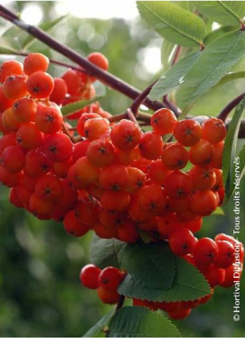 SORBUS aucuparia WETTRA