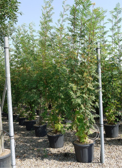 SORBUS aucuparia En pot de 35-50 litres