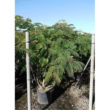 ALBIZIA julibrissin OMBRELLA En pot de 35-50 litres buisson hauteur 150-175 cm
