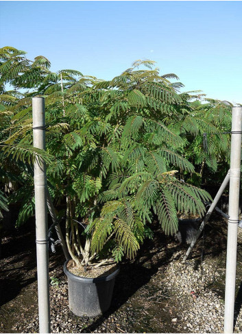 ALBIZIA julibrissin OMBRELLA En pot de 35-50 litres buisson hauteur 150-175 cm