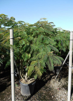ALBIZIA julibrissin OMBRELLA En pot de 35-50 litres buisson hauteur 150-175 cm