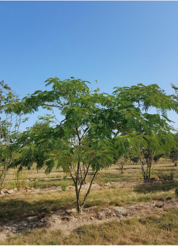 ALBIZIA julibrissin OMBRELLA En motte forme cépée