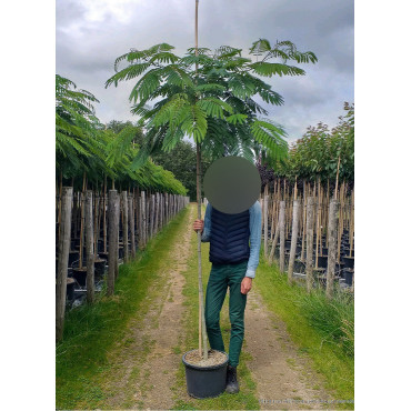 ALBIZIA julibrissin OMBRELLA En pot 25-30 litres forme tige hauteur du tronc 180-200 cm