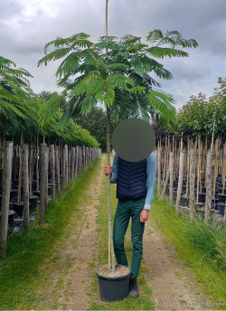 ALBIZIA julibrissin OMBRELLA En pot de 25-30 litres tige hauteur du tronc 190-210 cm circonférence du tronc 08-10 cm