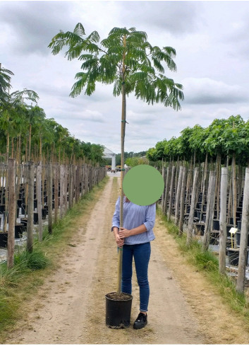 ALBIZIA julibrissin OMBRELLA En pot de 35-50 litres tige hauteur du tronc 190-210 cm circonférence du tronc 10-12 cm
