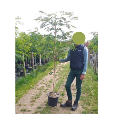 ALBIZIA julibrissin OMBRELLA En pot de 15-20 litres forme baliveau