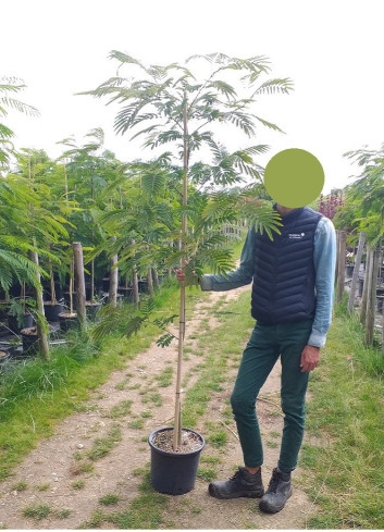 ALBIZIA julibrissin OMBRELLA En pot de 15-20 litres baliveau hauteur 150-200 cm