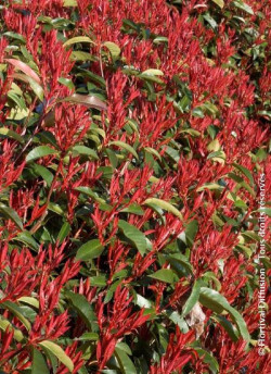 photinia-red-robin-photinia-fraseri-red-robin-1.jpg
