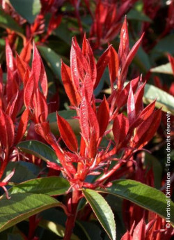 photinia-red-robin-photinia-fraseri-red-robin.jpg