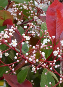 photinia-red-robin-photinia-fraseri-red-robin-3.jpg