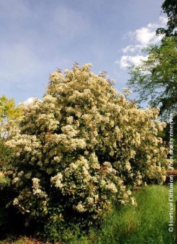 photinia-red-robin-photinia-fraseri-red-robin-6.jpg