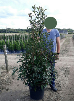 photinia-red-robin-photinia-fraseri-red-robin-10.jpg