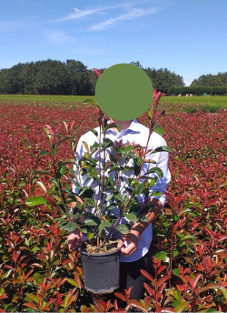 photinia-red-robin-photinia-fraseri-red-robin-7.jpg