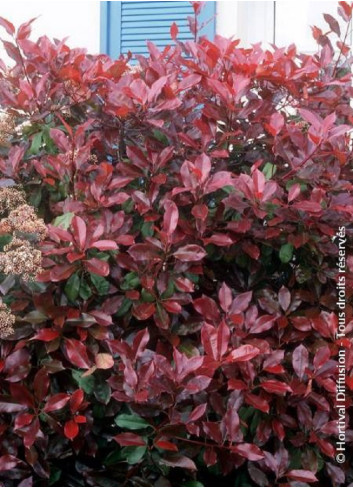 PHOTINIA fraseri RED ROBIN