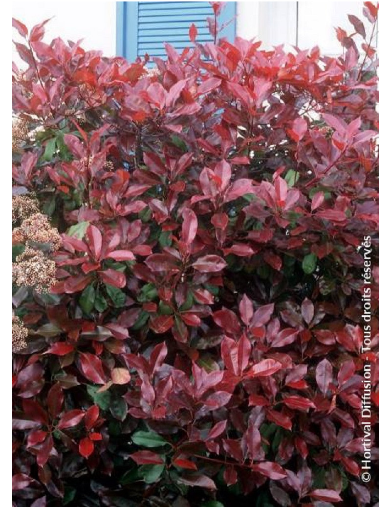 PHOTINIA fraseri RED ROBIN