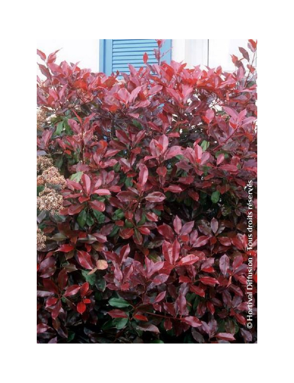 PHOTINIA fraseri RED ROBIN