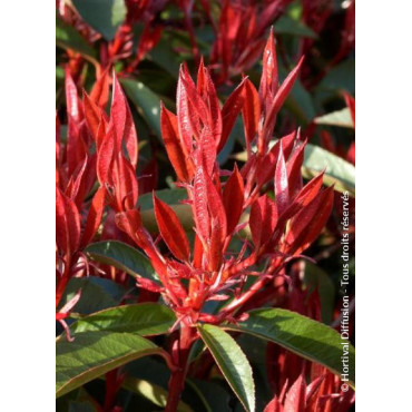 PHOTINIA fraseri RED ROBIN