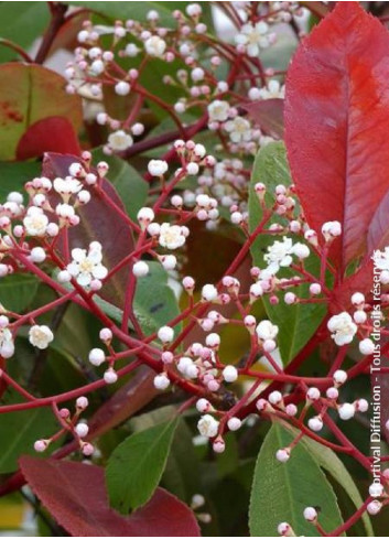 PHOTINIA fraseri RED ROBIN