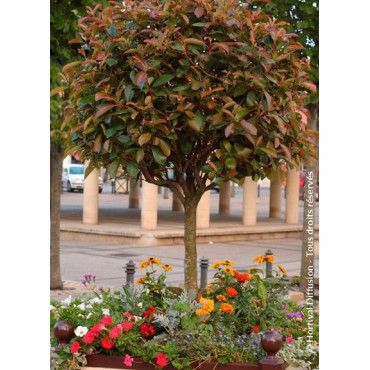 PHOTINIA fraseri RED ROBIN