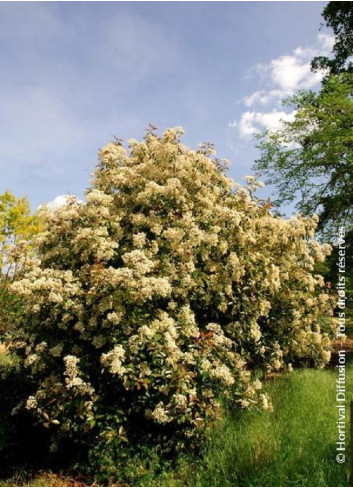 PHOTINIA fraseri RED ROBIN