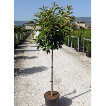 PHOTINIA fraseri RED ROBIN En pot de 15-20 litres forme tige hauteur du tronc 110-130 cm