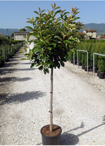 PHOTINIA fraseri RED ROBIN En pot de 15-20 litres forme tige hauteur du tronc 110-130 cm