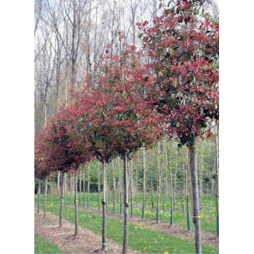 PHOTINIA fraseri RED ROBIN forme tige hauteur du tronc 180-200 cm