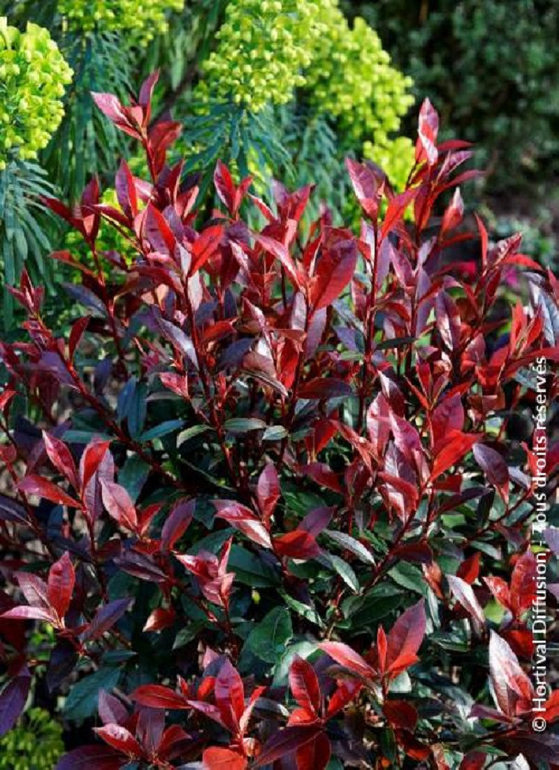 PHOTINIA fraseri CARRÉ ROUGE