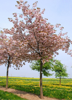PRUNUS serrulata SHIROFUGEN