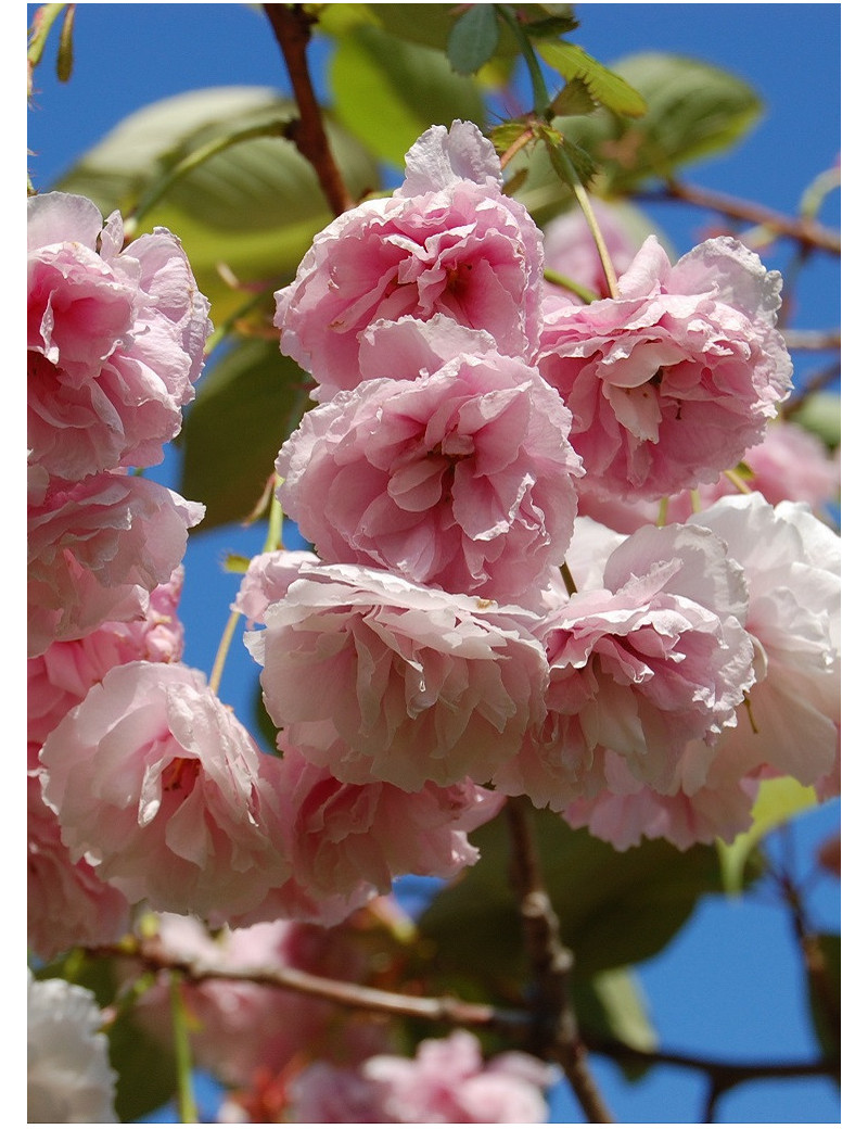 PRUNUS serrulata SHIROFUGEN