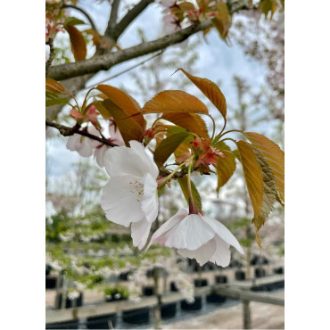 PRUNUS serrulata SUNSET BOULEVARD