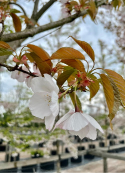 PRUNUS serrulata SUNSET BOULEVARD
