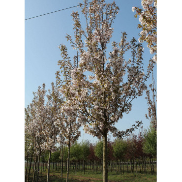 PRUNUS serrulata SUNSET BOULEVARD